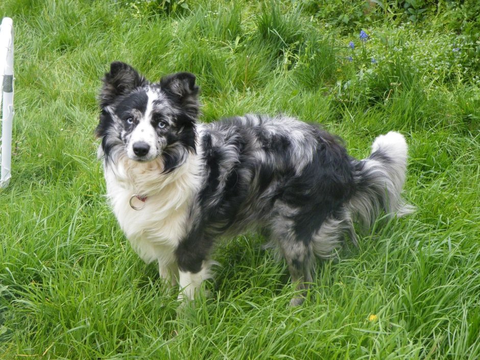 Бордер колли Мерль