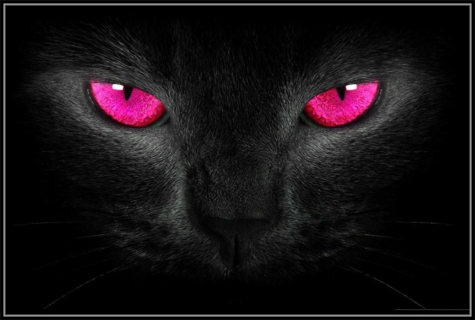 Черная кошка