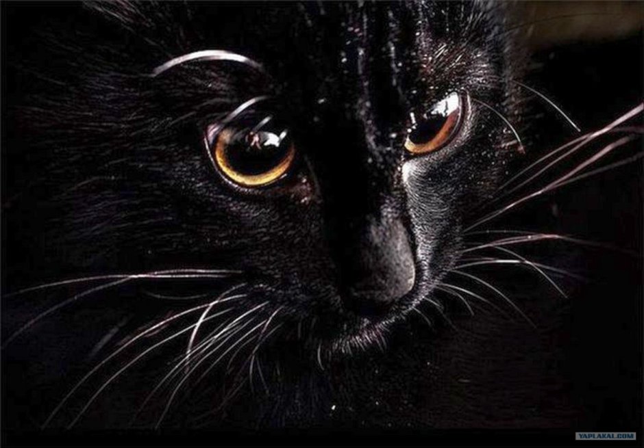 Черная кошка
