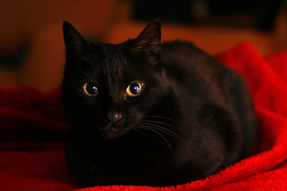 Охос азулес кошка черная