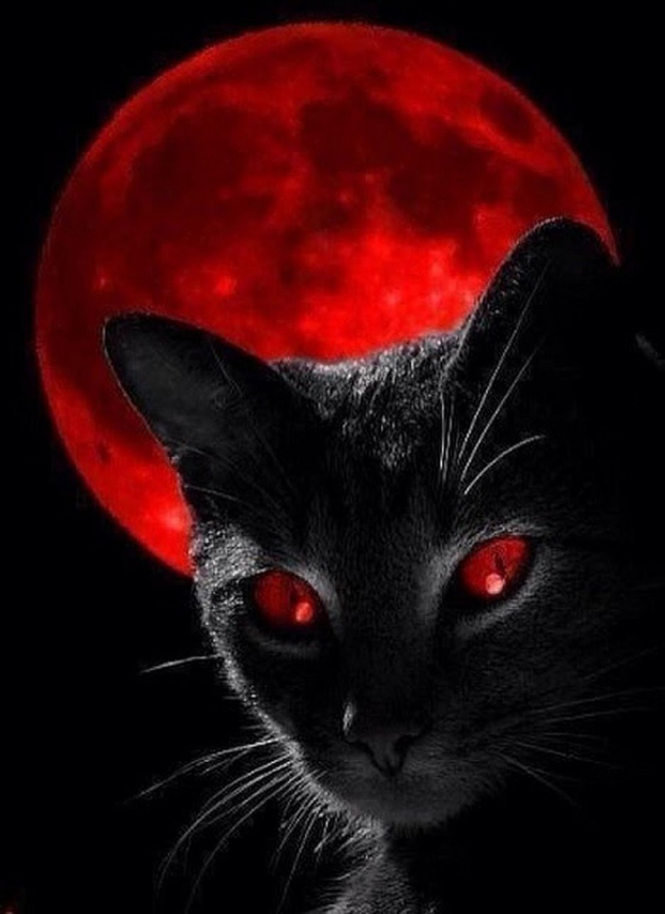 Чёрный кот
