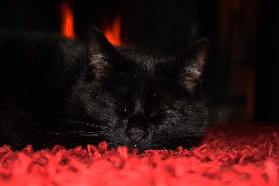 Красная кошка