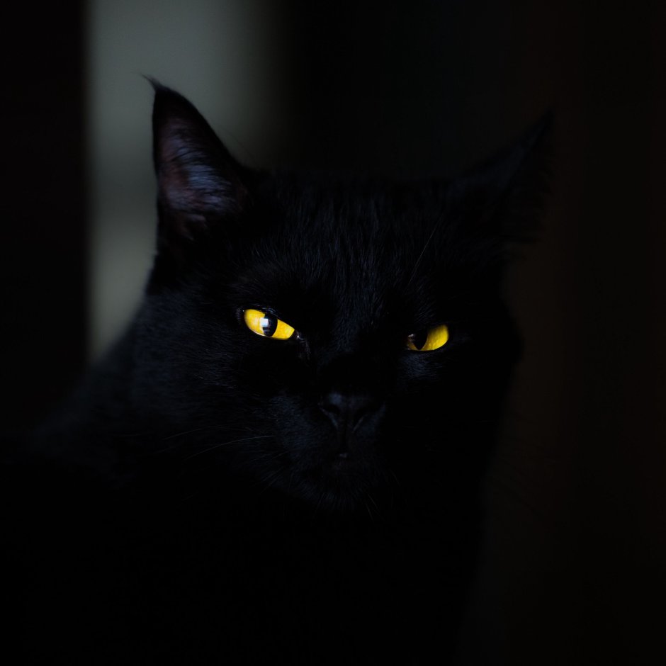 Кошка с фиолетовыми глазами