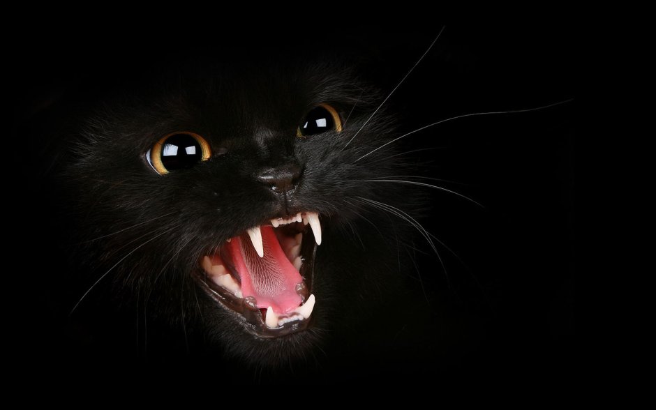 Чёрные коты с красными глазами