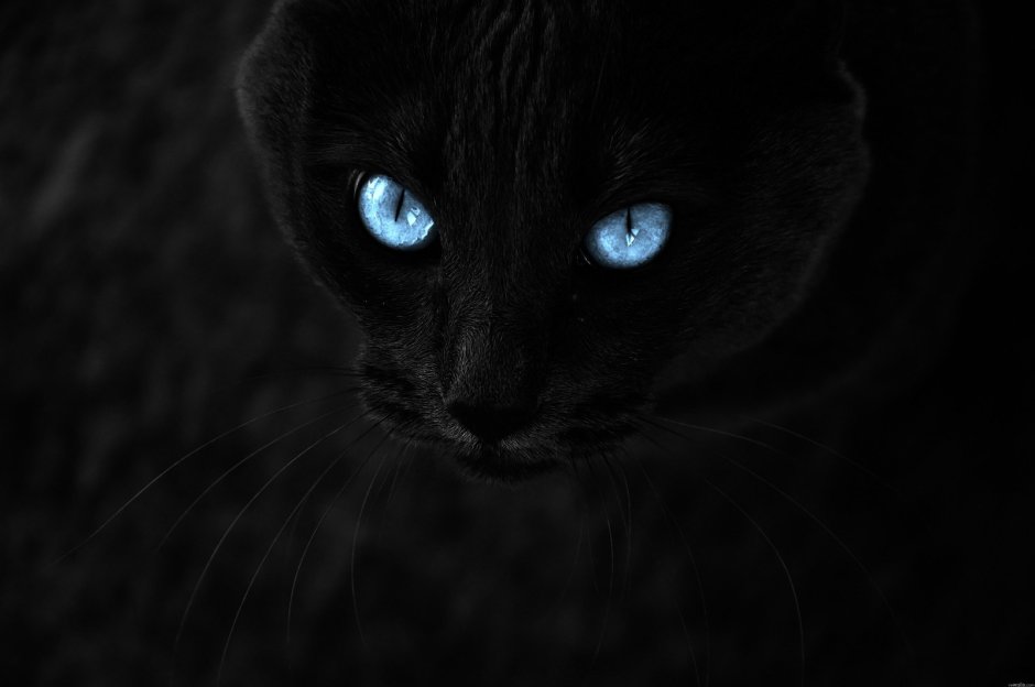 Чёрная кошка с красными глазами