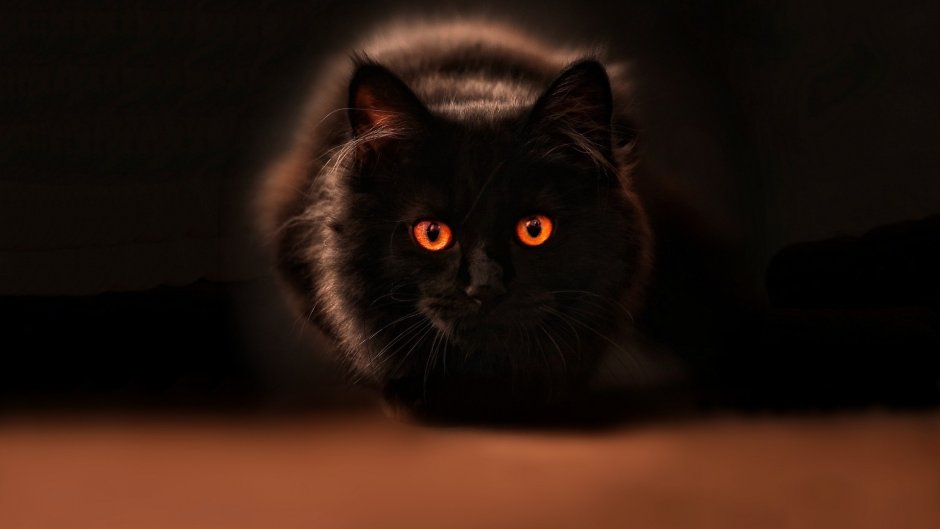 Чёрная кошка с фиолетовыми глазами