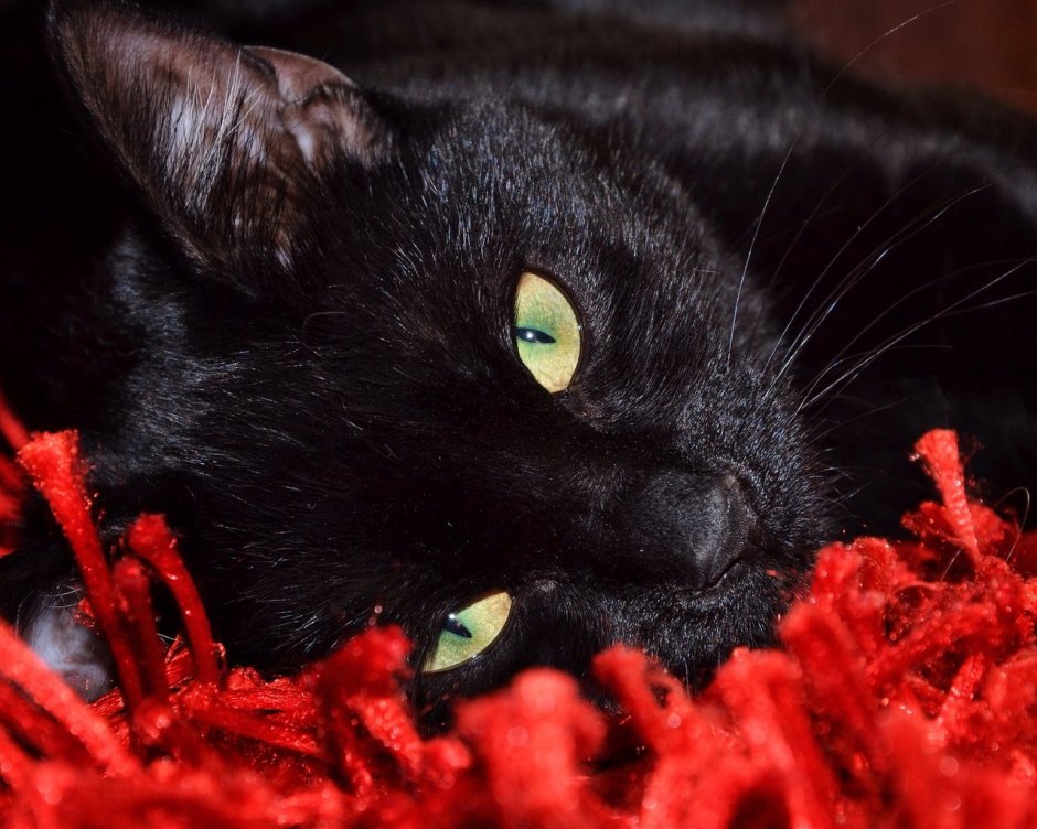Мистические котики