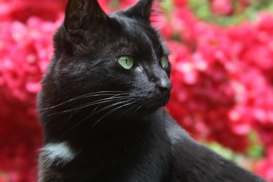 Злая кошка