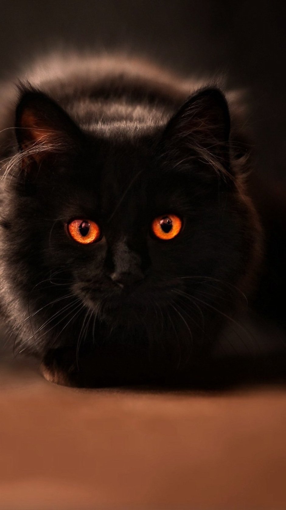 Черный котенок с бантиком