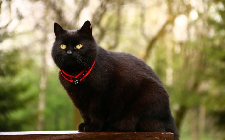 Черный кот коты Воители арт