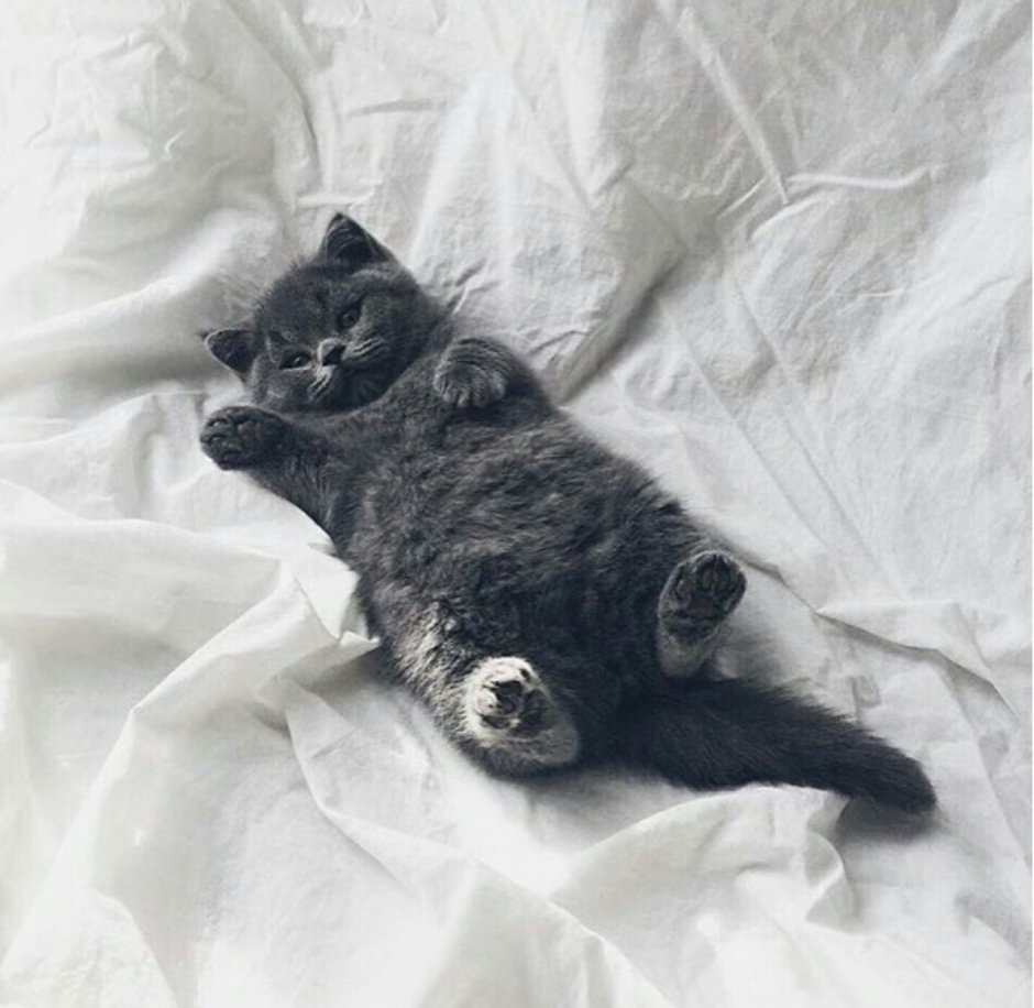 Кот Мейн кун черно белый