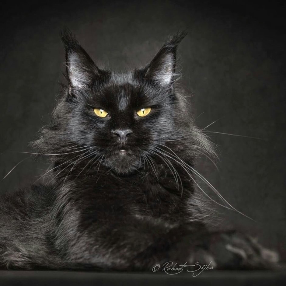 Кот Мейн кун