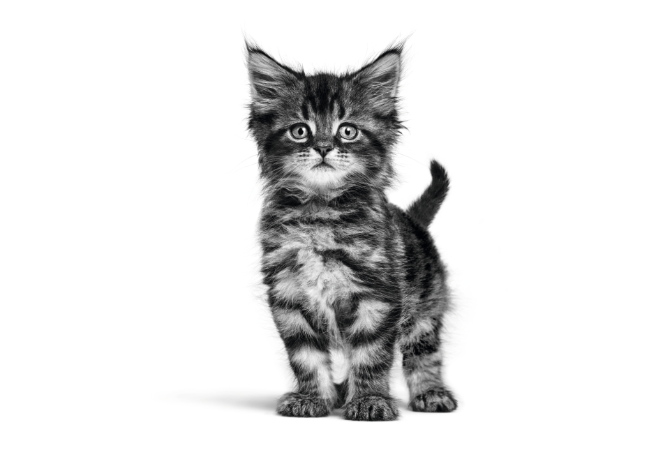 Черные котики мультяшные
