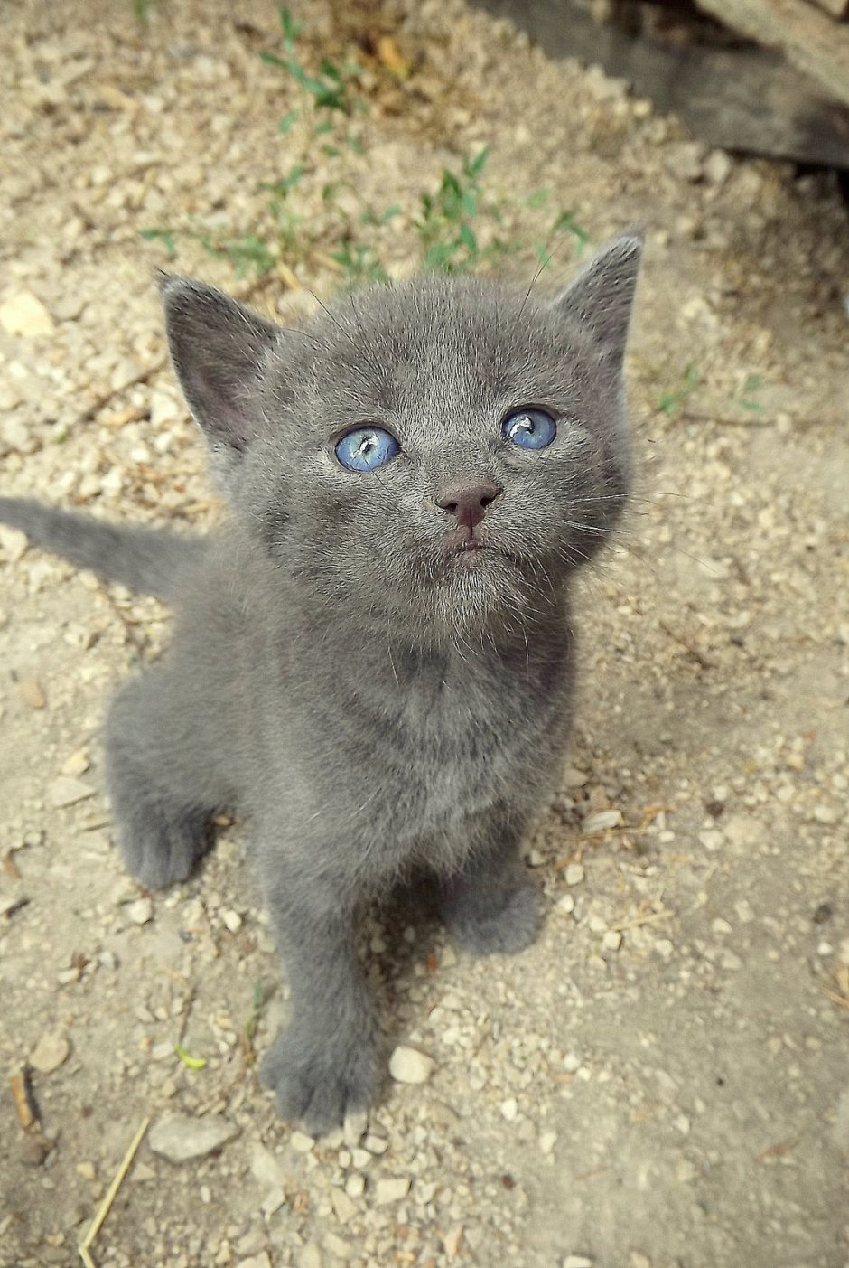 Смешные котята