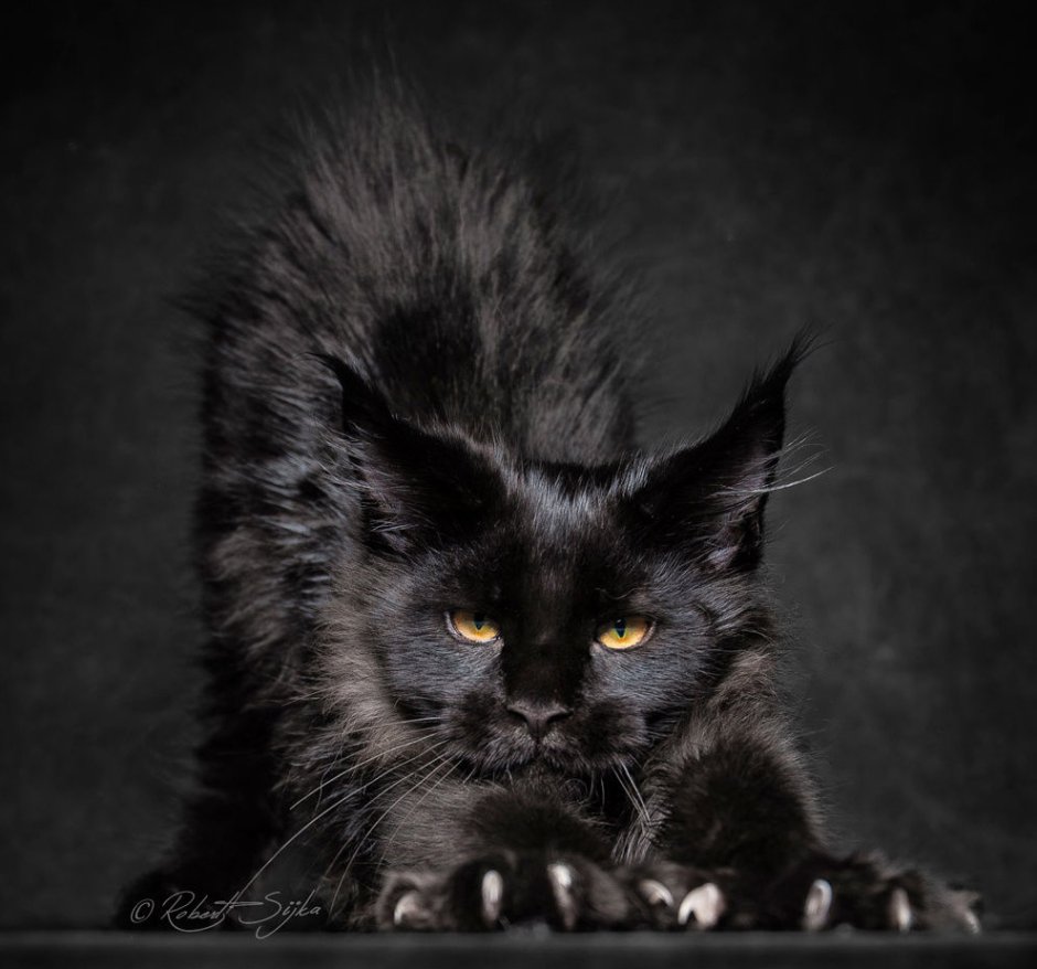 Чёрные коты Эстетика