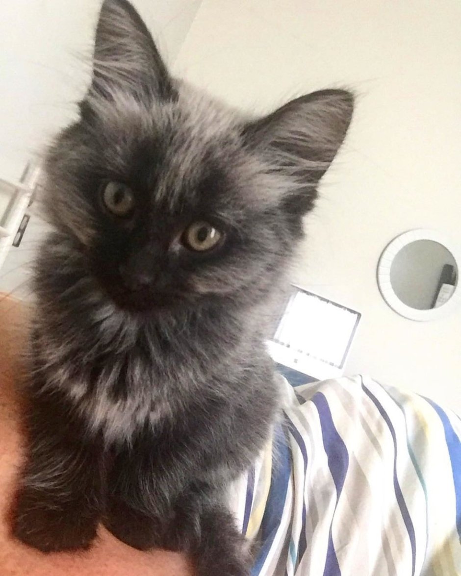 Котики на аву