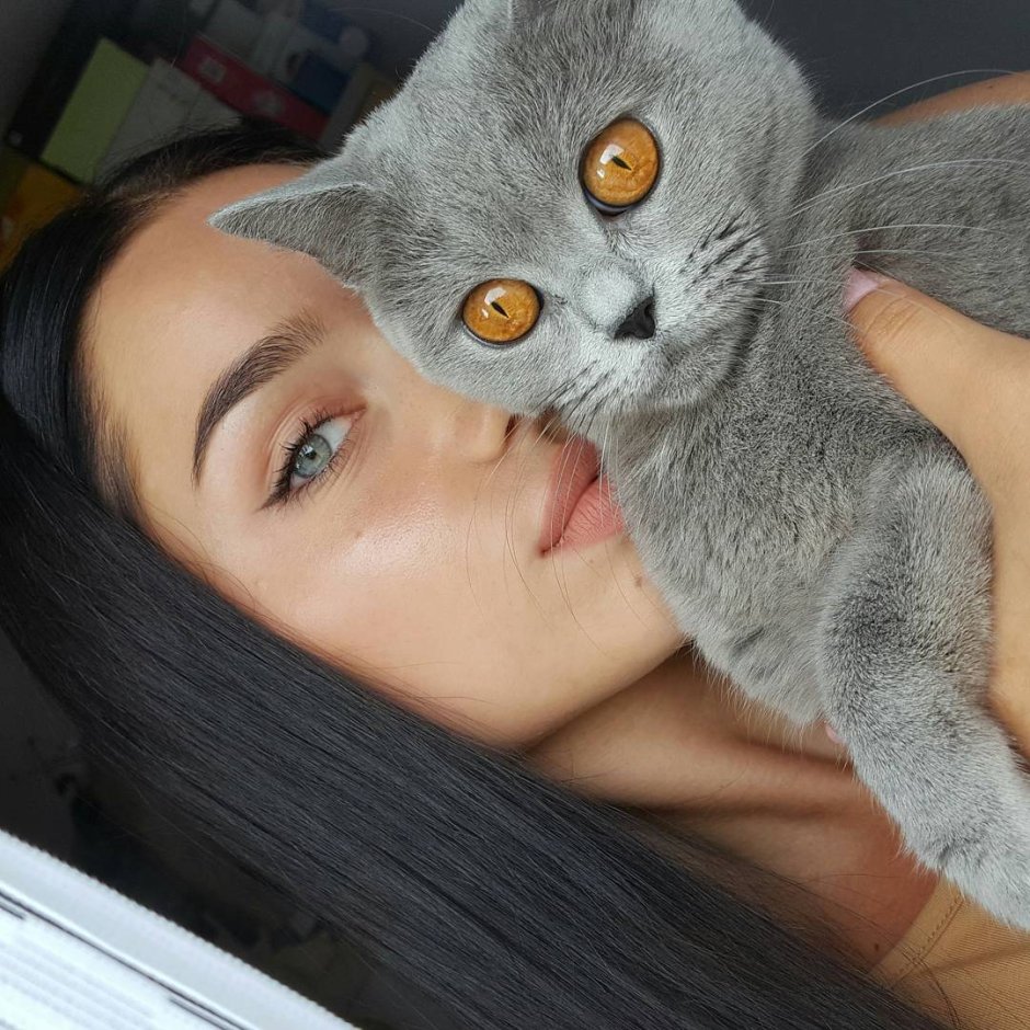 Девушка с британским котом