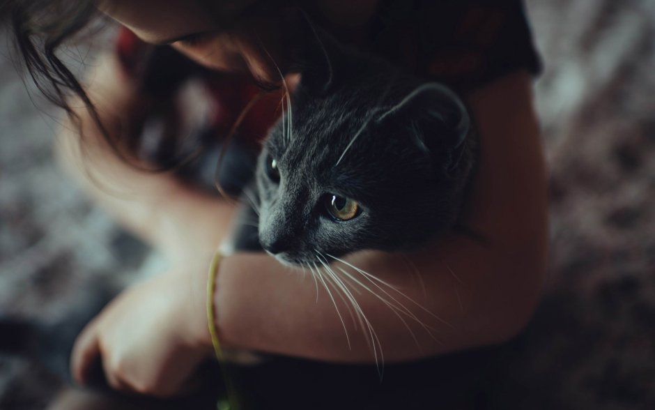 Черно серый котенок