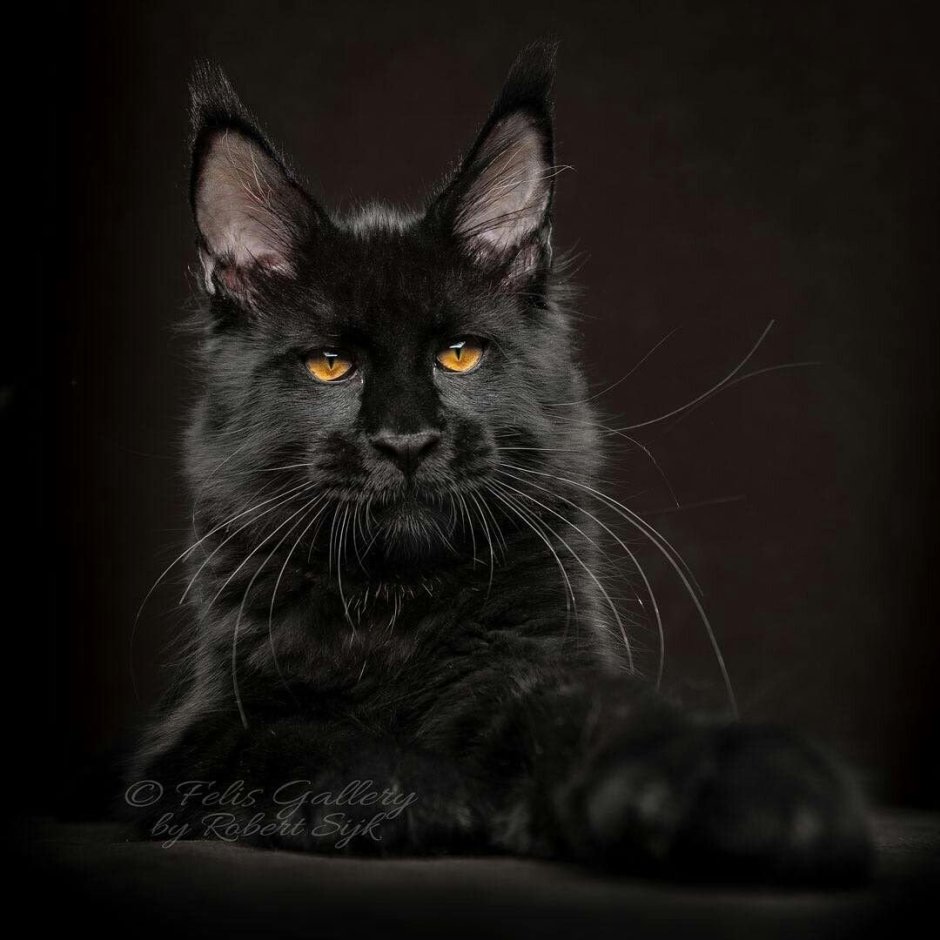 Черный и серый котенок