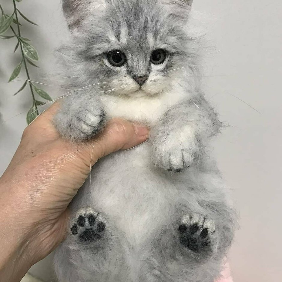 Черный кот поднял лапку