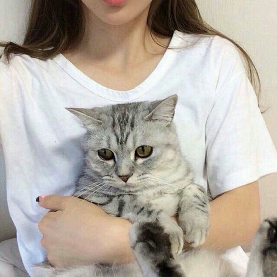 Серый кот Солнечногорск