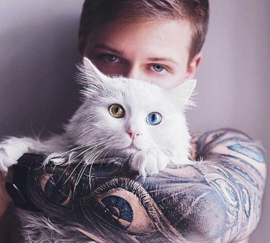 Бежевый полосатый кот