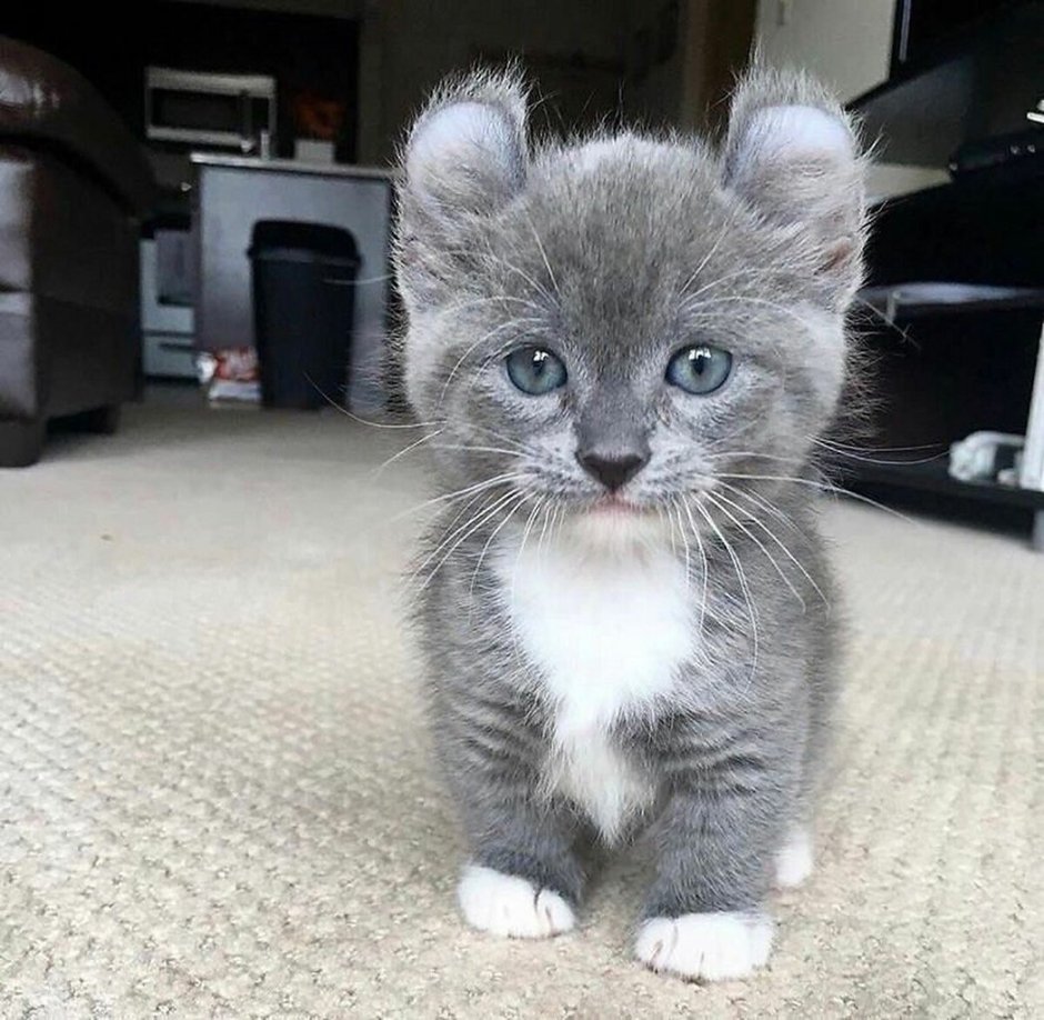 Котик ч/б