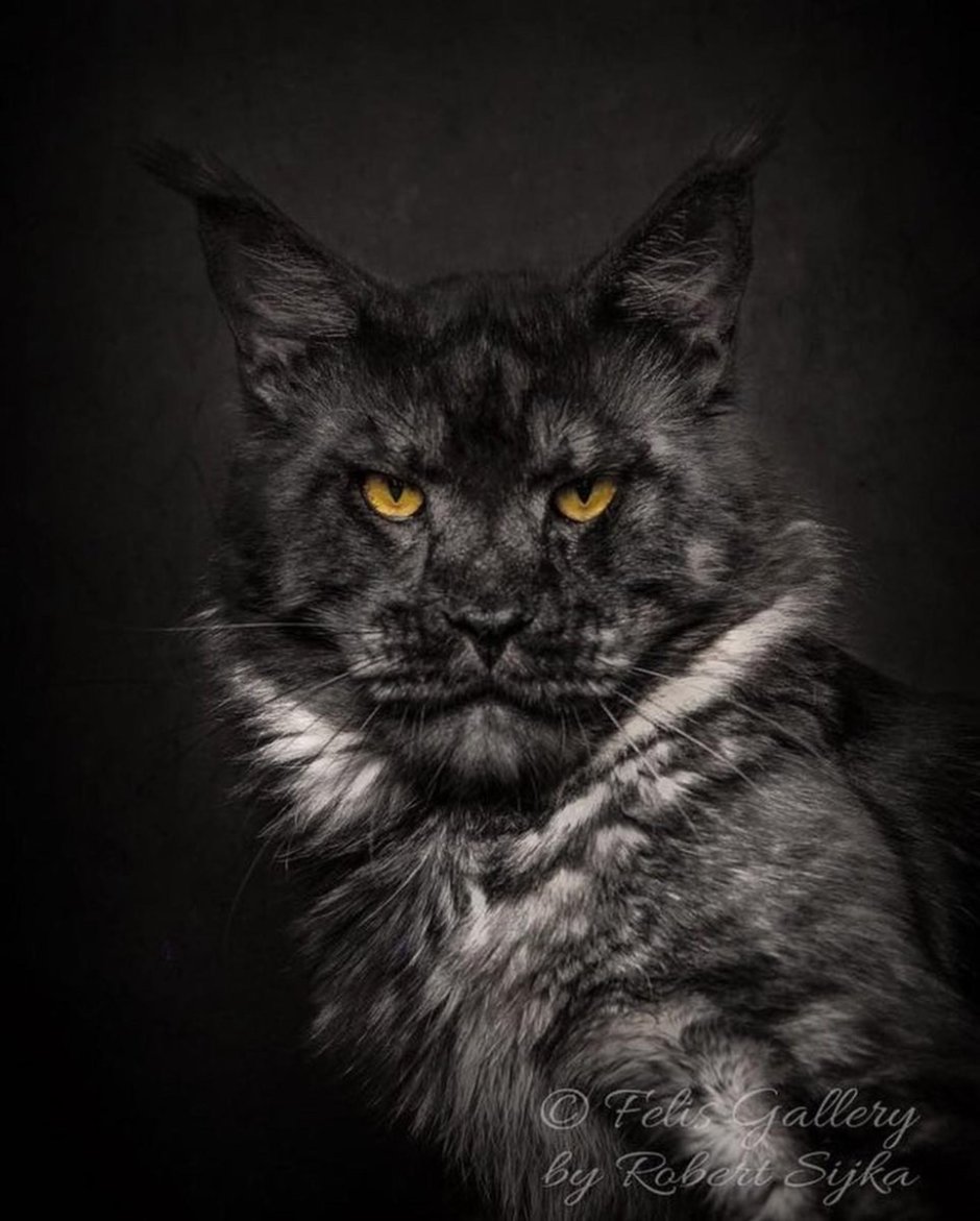 Вредный котенок