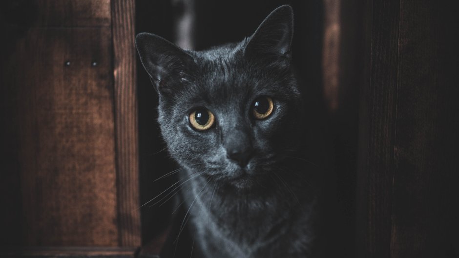 Топовые девушки с котом