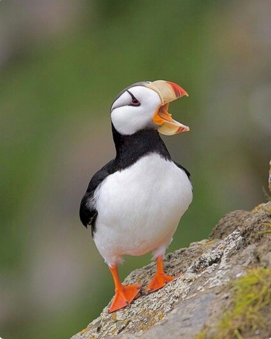 Puffins and Penguins differences pictures