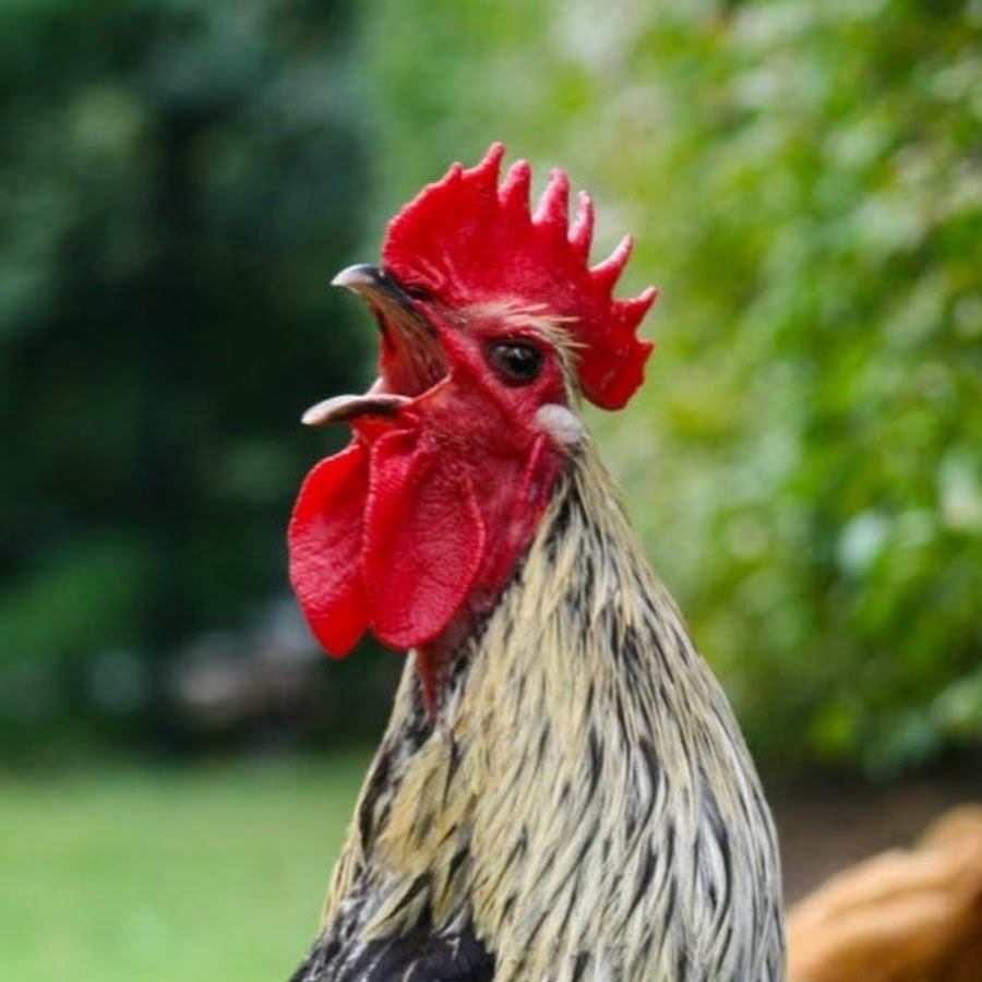 Зеленый петух