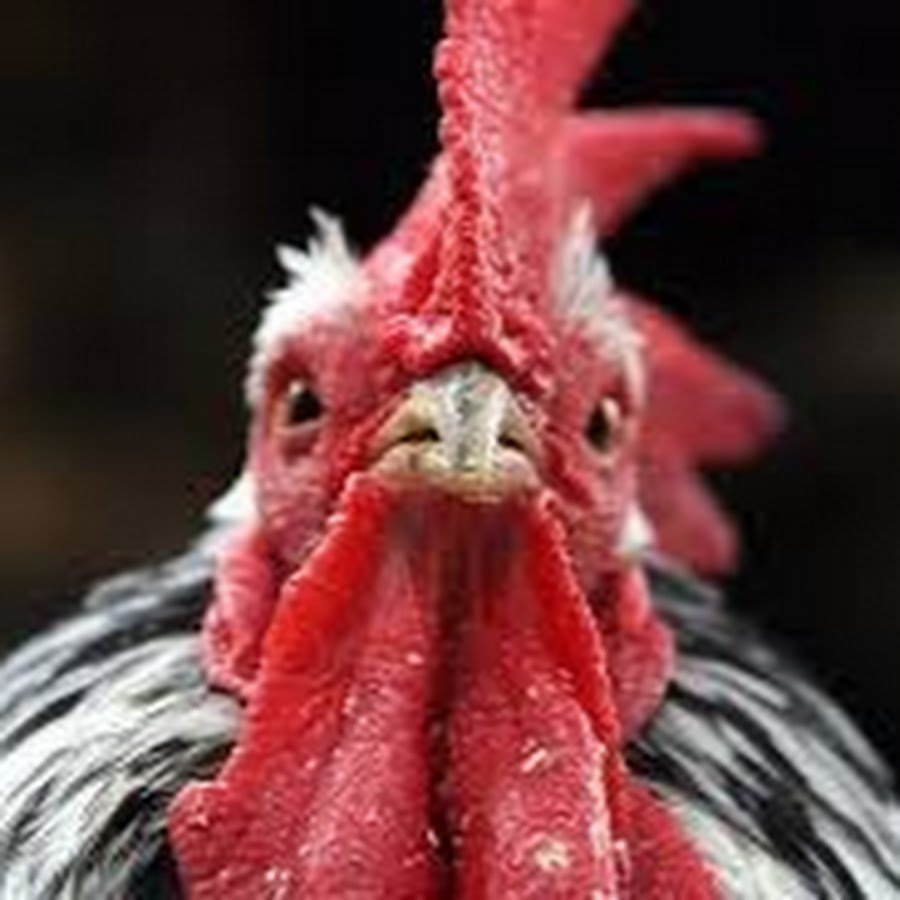 Доброе утро с петухом