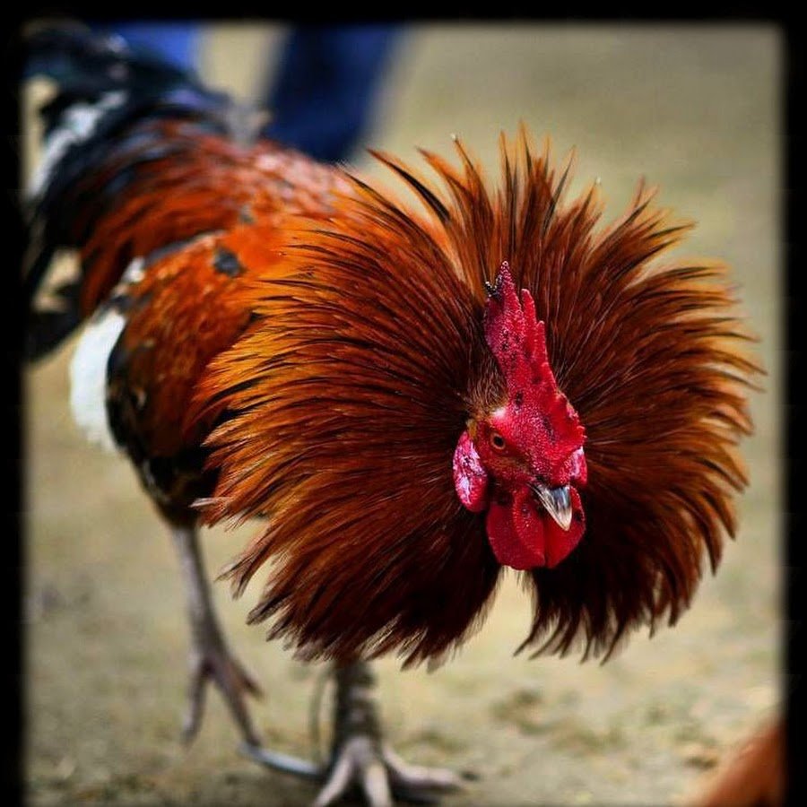 Тарелка с петухом