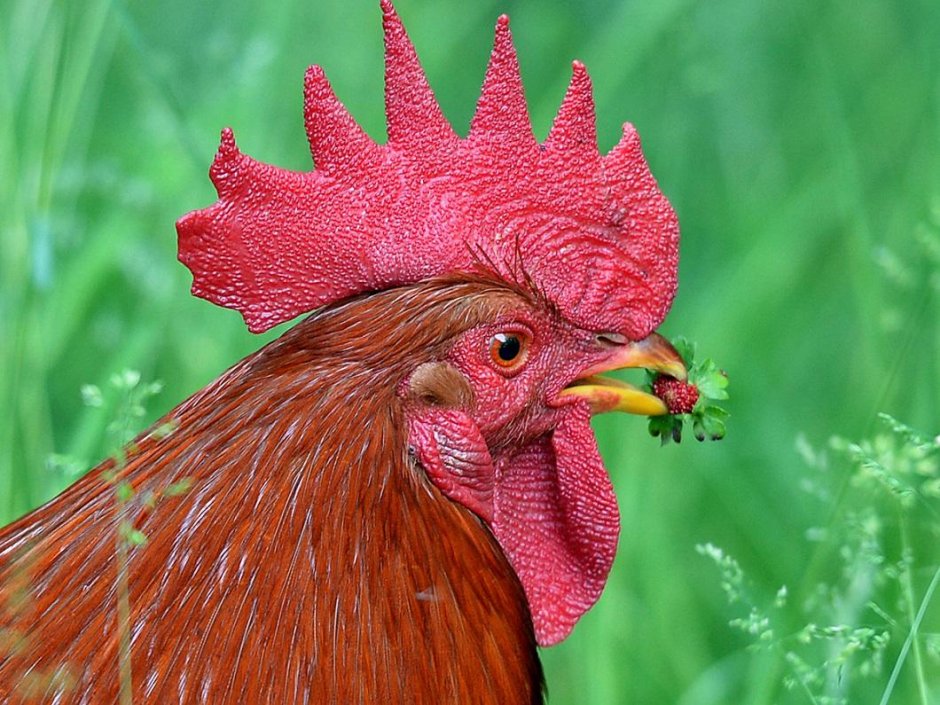 Животные курица