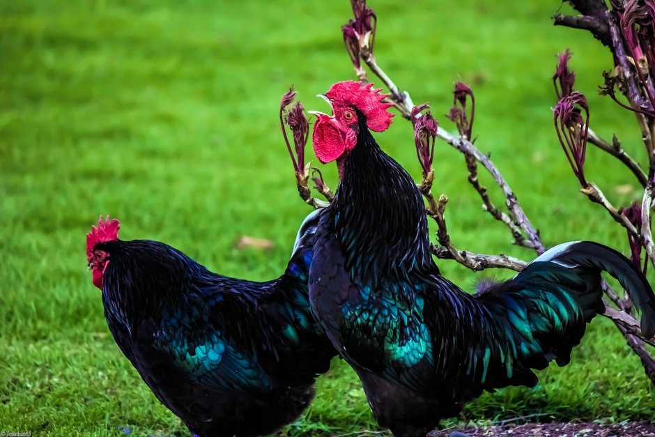 Козерог петух