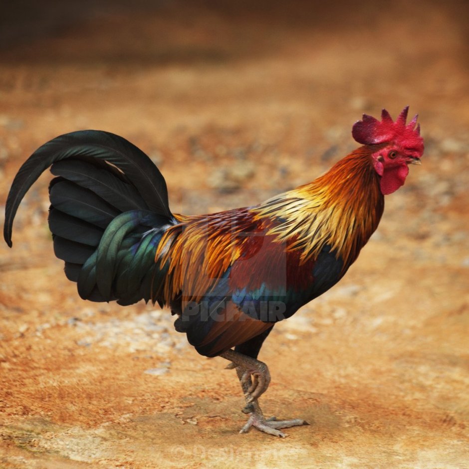 Петух живой