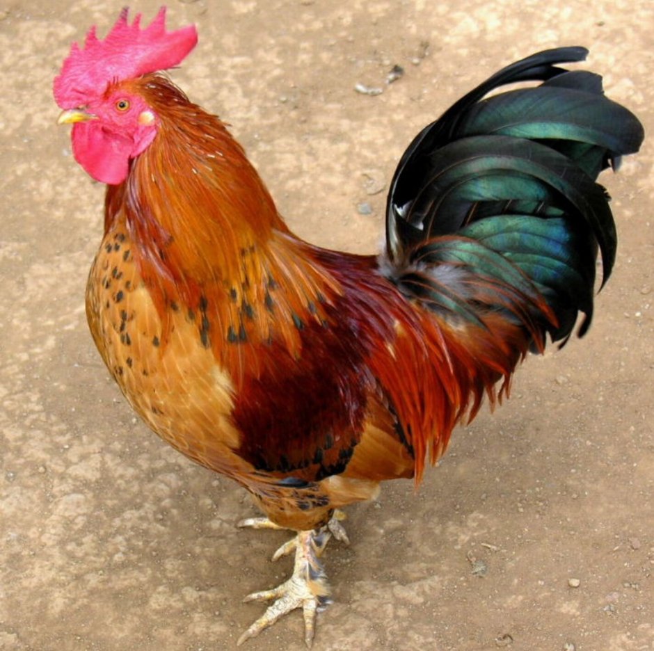 Петух с хохолком