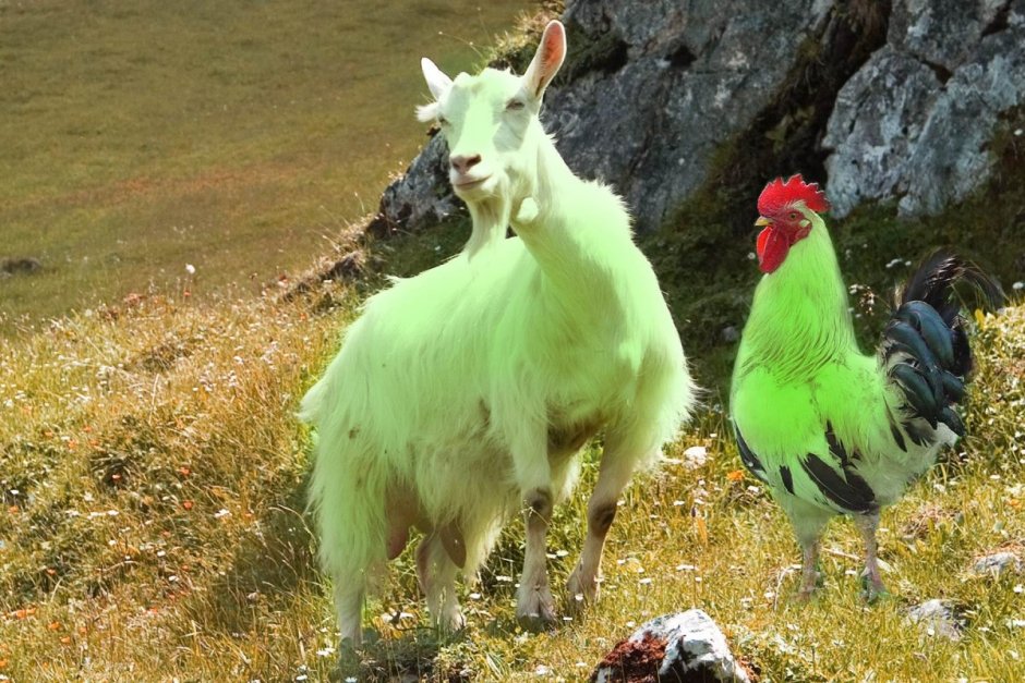 Петухи много