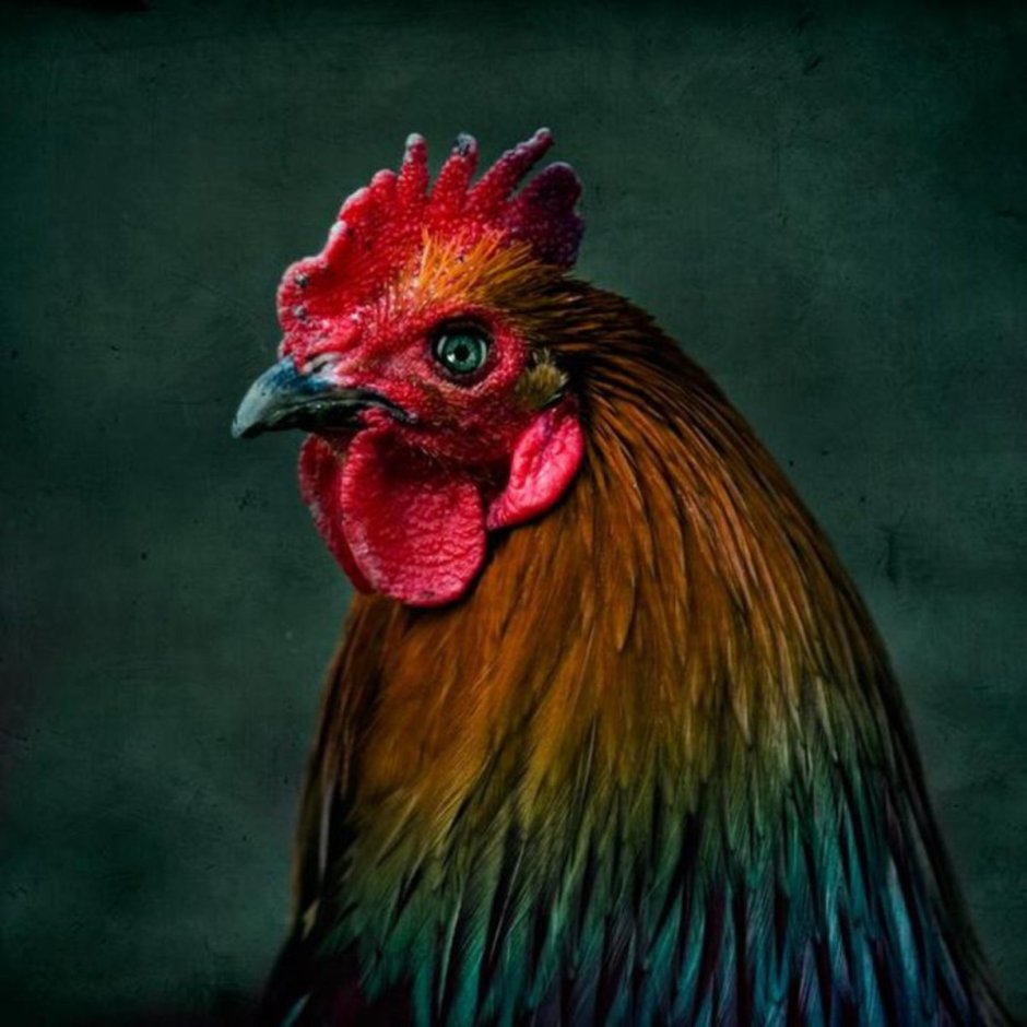 Порода петухов рыжие