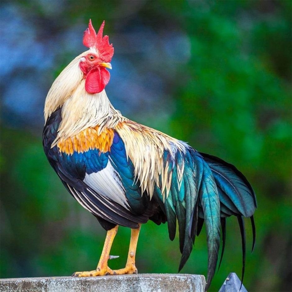 Год зеленого петуха