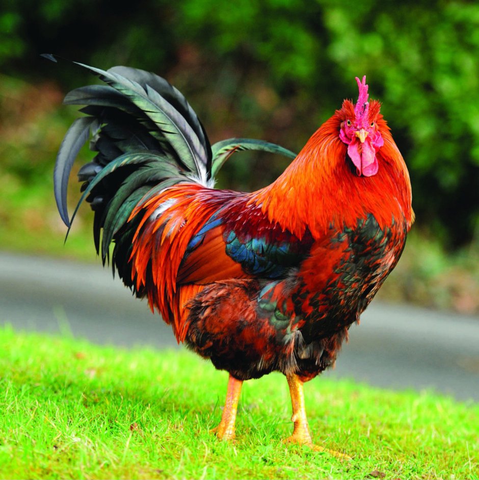Самый красивый петух в мире