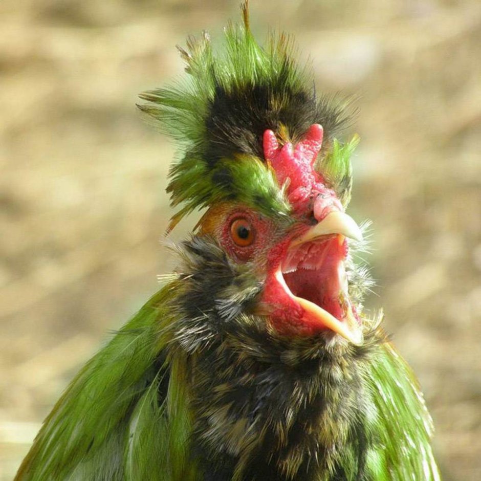 Зеленый петух