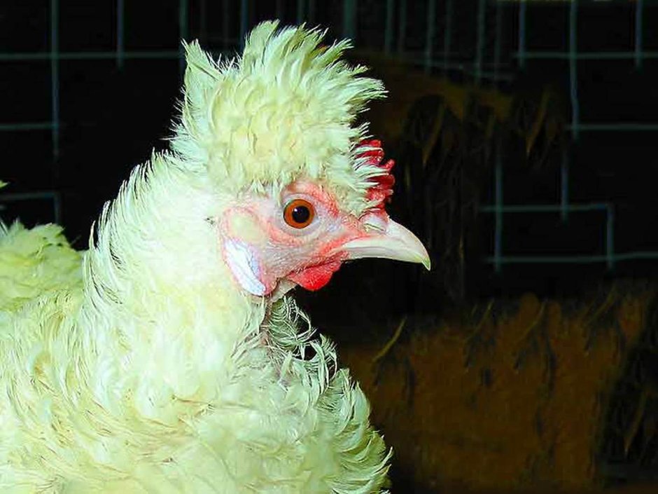 Петух кукарекает