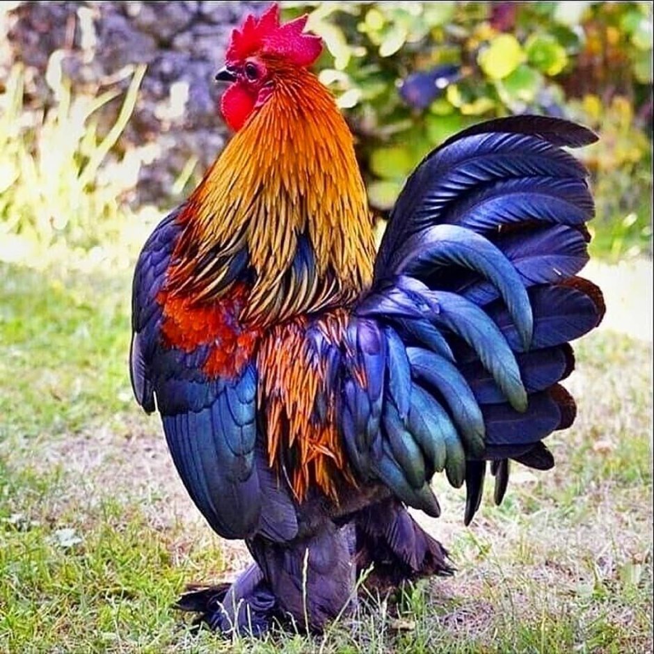 Петух кричит утром