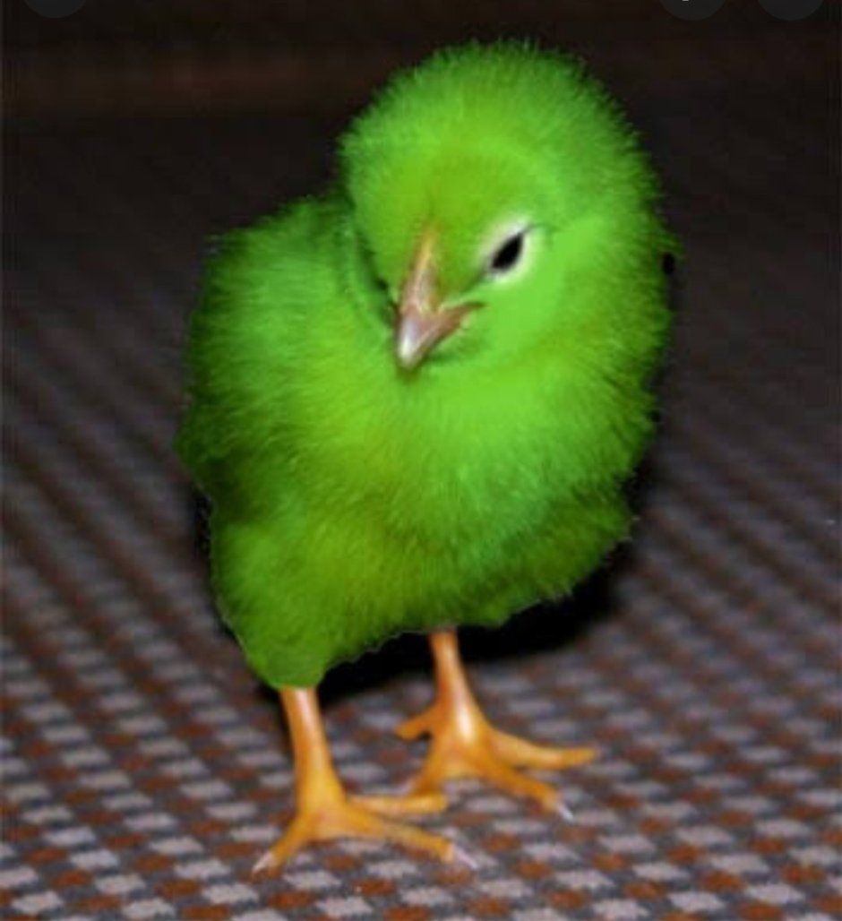 Петух на зеленом фоне