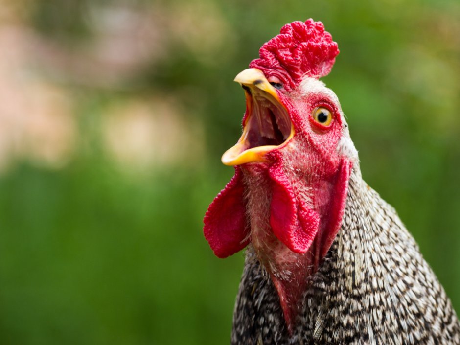 Зеленый петух