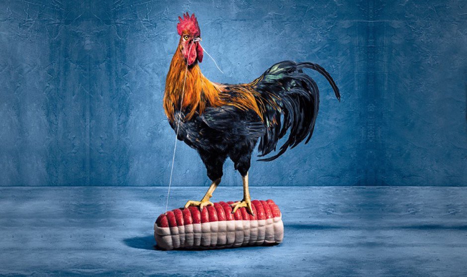 Совковый петух