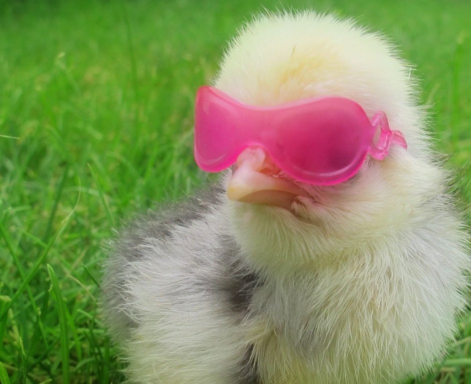 Зеленый древесный петух