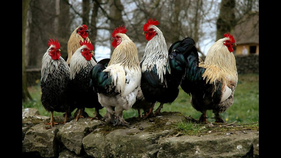 Крутой петух