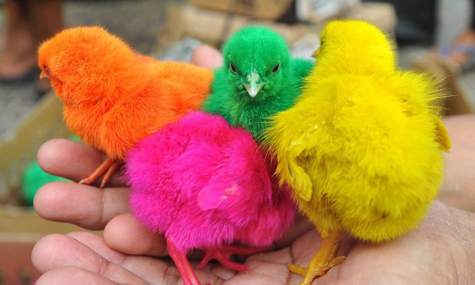 Петух рисунок